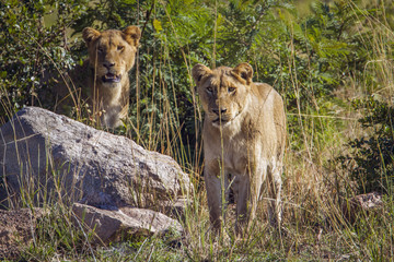 African lion in Kruger National park, South Africa