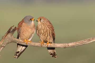 Lesser Kestrel