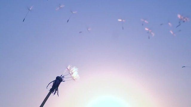 The wind blows away dandelion seeds. Slow motion 240 fps. High speed camera shot. Full HD 1080p. 