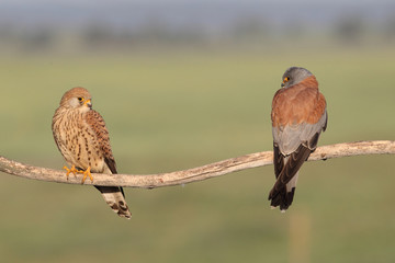 Lesser Kestrel