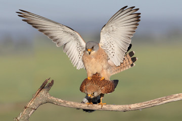 Lesser Kestrel