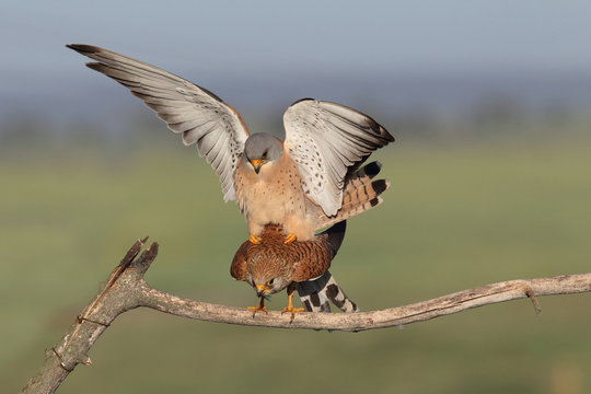 Lesser Kestrel Bilder Durchsuchen 1,568 Archivfotos,