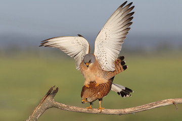 Lesser kestrel, mating ritual