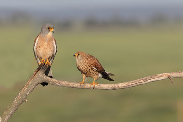 Lesser kestrel, mating ritual