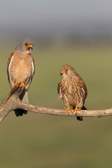 Lesser kestrel, mating ritual