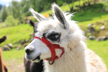 Obraz premium White alpaca