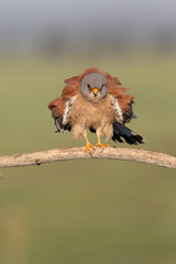 Lesser kestrel, mating ritual