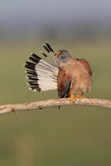 Lesser kestrel