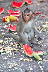 Obraz premium Baby monkey enjoy to be eating watermelon..