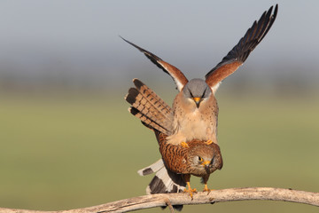 Lesser kestrel, mating ritual