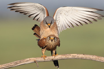 Lesser kestrel, mating ritual