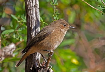 Karoo Chat Sitting on Twig