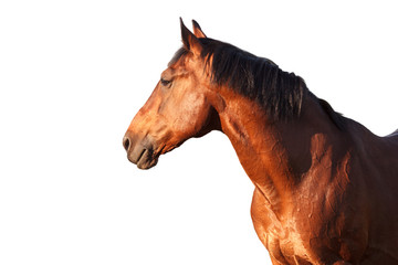 Obraz premium Portrait of a bay horse on white background.
