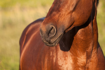 Nose brown horse closeup on a green background
