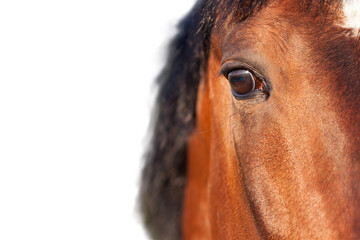 Bay horse close up on a white background. - 133183817