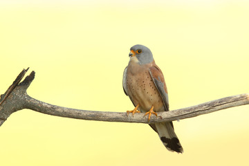 Lesser kestrel, mating ritual