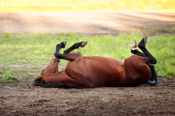 Happy bay horse lying in a field - 133183859