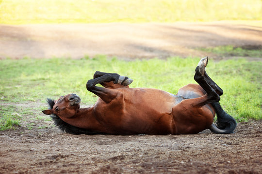 Happy bay horse lying in a field