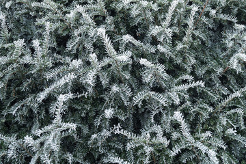 Frozen pine needles in winter background