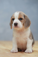 cute beagle puppy  in action