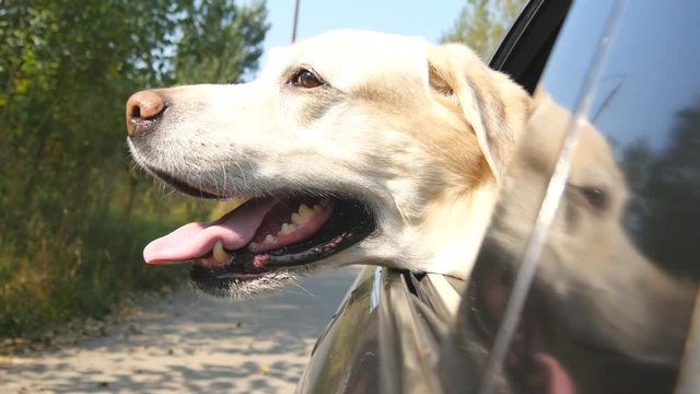 Dog breed labrador or golden retriver looking into a car window. Domestic animal sticks head out moving auto to enjoying the wind and watching the world. Close up