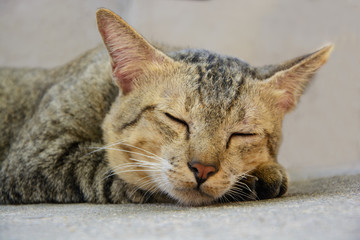 brown thai cat sleeping isolated