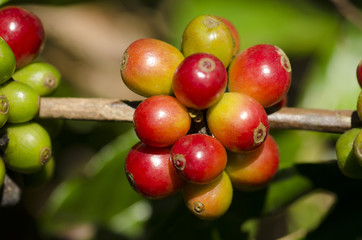 red arabica coffee berries