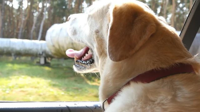Dog breed labrador or golden retriver looking into a car window. Domestic animal sticks head out moving auto to enjoying the wind and watching the world. Close up