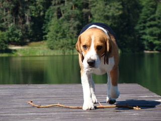 Bigel dog