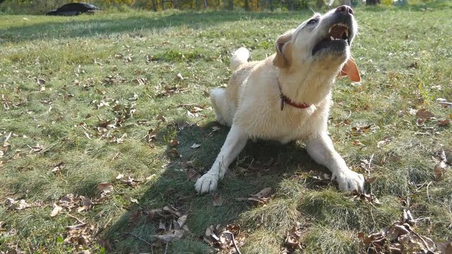 Dog breed labrador retriever lies on green grass and barking. Training of domestic animal. Close up