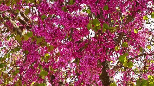 Judas tree (Cercis siliquastrum) with pink flowers