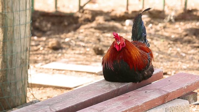 Black red rooster who is sitting on a bench