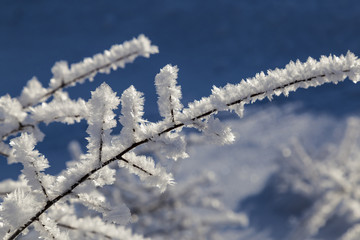  white crystals of frost on the branches