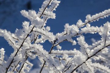  white crystals of frost on the branches