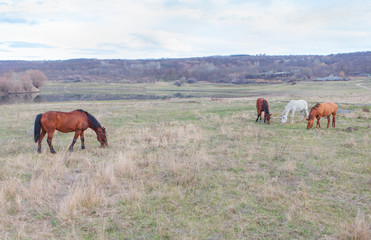 Obraz premium four horses on the meadow