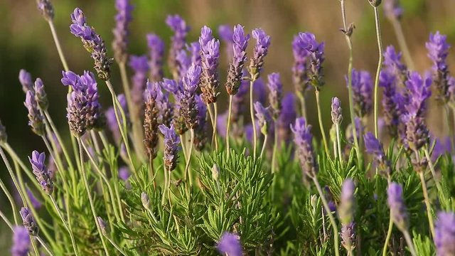 Ripe blue lavender flowers moving on light wind