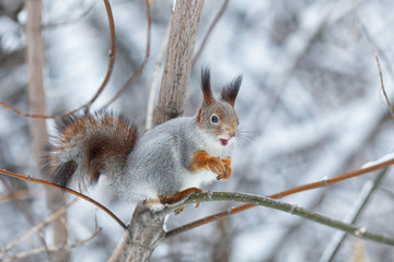 Naklejka na ściany i meble Portrait of gray squirrel in winter park,