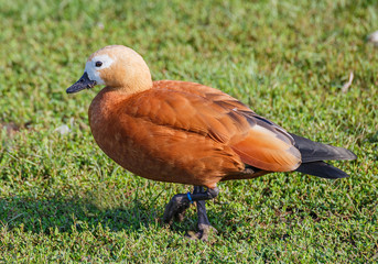 Ruddy Shelduck on the grass.