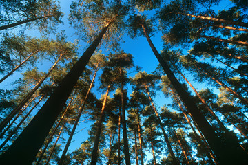 forest trees on clear blue sky, wide angle - obrazy, fototapety, plakaty