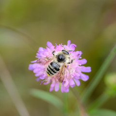 Wild bee pollinate flower of the knautia