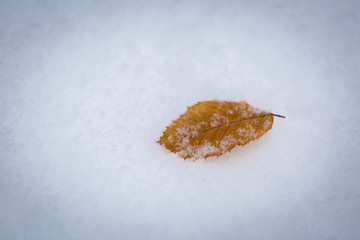 Beech leaf lying on white snow