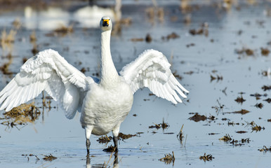 翼を広げる白鳥