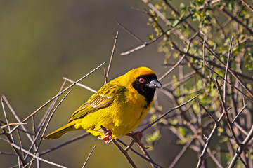 Yellow Southern Masked Weaver