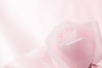 Beautiful pink roses 