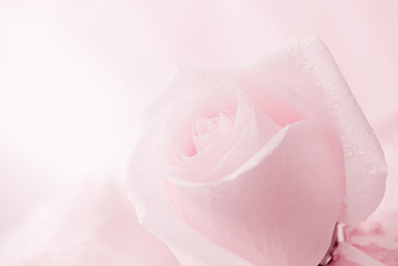 Beautiful pink roses 