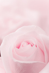 Fototapeta na wymiar Beautiful pink roses 