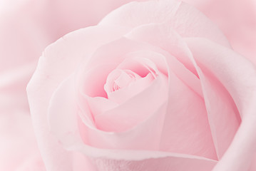 Fototapeta na wymiar Beautiful pink roses 