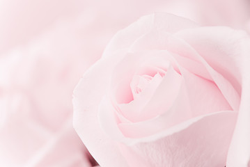 Beautiful pink roses 