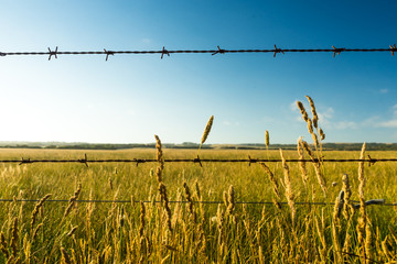Dry prairie grass with barbed wire in the foreground. Image taken in South Australia, near Wilsons Promontory.