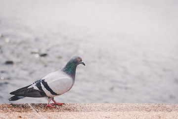 Pigeon